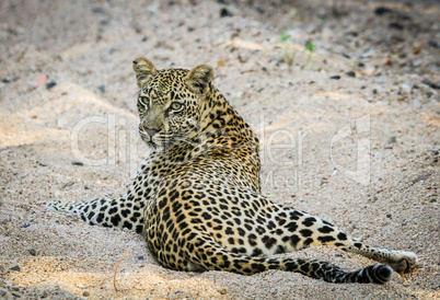 Leopard laying in the sand in the Sabi Sands