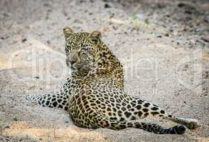 Leopard laying in the sand in the Sabi Sands