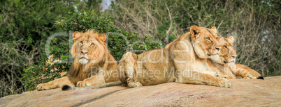 Lions on the rocks in the Selati Game Reserve