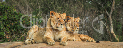 Lions on the rocks in the Selati Game Reserve