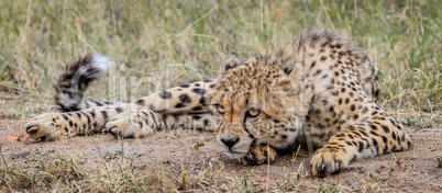 Laying Cheetah in the Selati Game Reserve