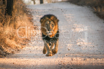 Lion walking towards the camera in the Makalali Game Reserve