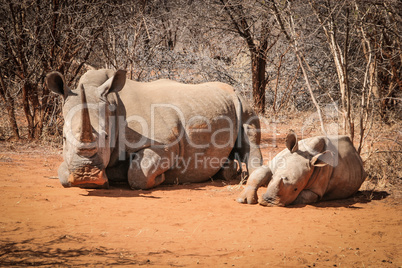 Mother White rhino with a baby Rhino