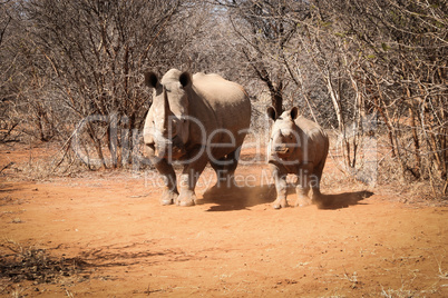 Mother White rhino with a baby Rhino