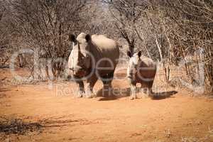 Mother White rhino with a baby Rhino