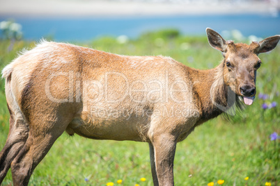 Tule Elk Cow - Cervus canadensis nannodes, Point Reyes National Seashore, California