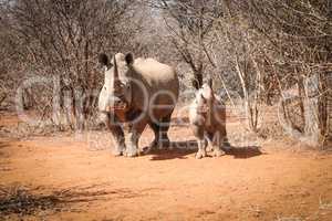 Mother White rhino with a baby Rhino