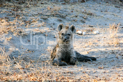 Starring Spotted hyena cub in the Makalali Game Reserve