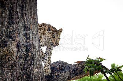 Leopard in a tree in the Makalali Game Reserve
