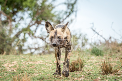 African wild dog walking towards the camera in the Kruger