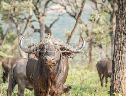 Buffalo starring in the Kruger National Park.