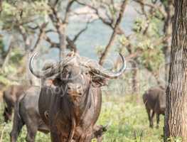 Buffalo starring in the Kruger National Park.