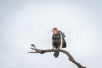 Southern ground hornbill in a tree in the Kruger National Park.