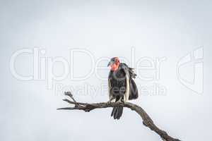 Southern ground hornbill in a tree in the Kruger National Park.