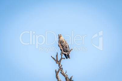 Lesser-spotted eagle in a tree in the Kruger National Park.