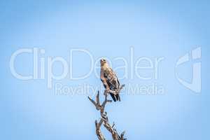 Lesser-spotted eagle in a tree in the Kruger National Park.
