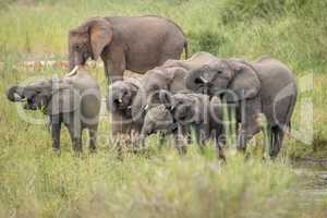 Drinking Elephant herd in the Kruger National Park.