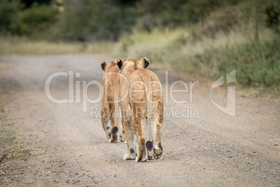 Two Lions cubs walking away in the Kapama Game Reserve.