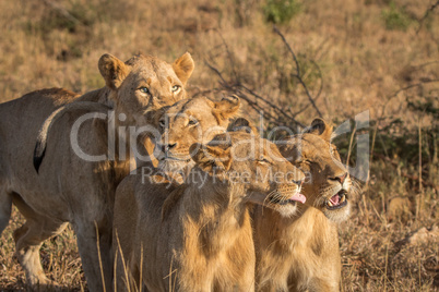 Three bonding Lions in the Kruger National Park.