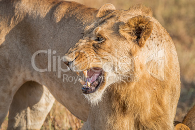 Growling Lion in the Kruger National Park.