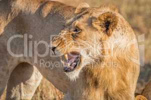 Growling Lion in the Kruger National Park.