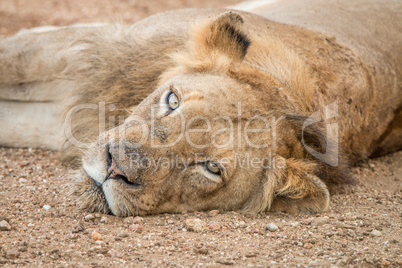 Lion laying in the Kapama Game Reserve.