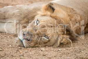 Lion laying in the Kapama Game Reserve.