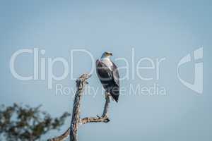 African fish eagle on a branch in the Kruger National Park.