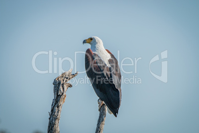 African fish eagle on a branch in the Kruger National Park.