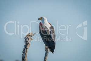 African fish eagle on a branch in the Kruger National Park.