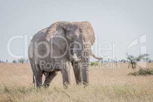 Elephant in the grass in the Kruger National Park.