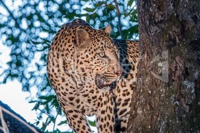 Leopard in a tree in the Sabi Sands.