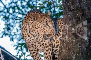 Leopard in a tree in the Sabi Sands.