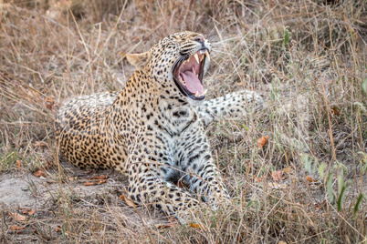 Yawning Leopard in the Sabi Sands.