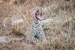 Yawning Leopard in the Sabi Sands.