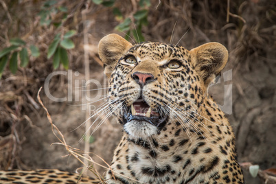 Leopard looking up in the Sabi Sands.