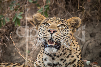 Leopard looking up in the Sabi Sands.