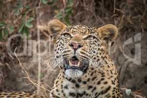 Leopard looking up in the Sabi Sands.