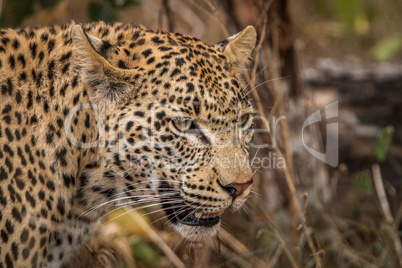 Side profile of a Leopard in the Sabi Sands.