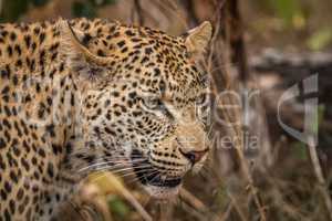 Side profile of a Leopard in the Sabi Sands.