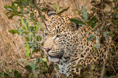 Leopard hiding in the bushes in the Sabi Sands.