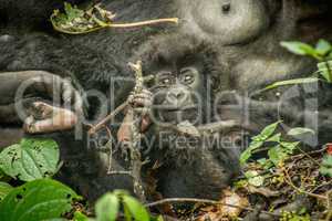 Starring baby Mountain gorilla in the Virunga National Park.