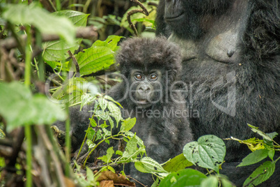 Starring baby Mountain gorilla in the Virunga National Park.