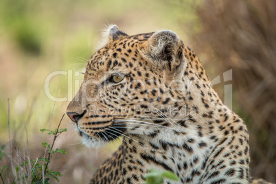 Side profile of a Leopard in the Kruger National Park.