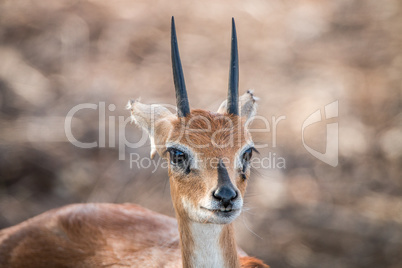 Steenbok starring in the Kruger National Park.