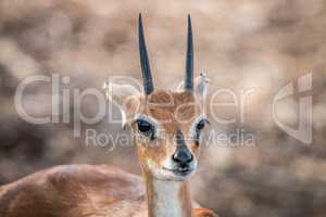 Steenbok starring in the Kruger National Park.
