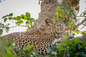 Leopard laying in a tree in the Kruger National Park.