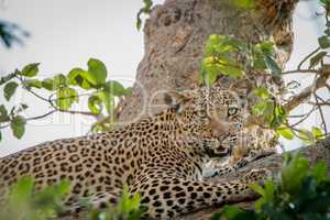 Leopard laying in a tree in the Kruger National Park.