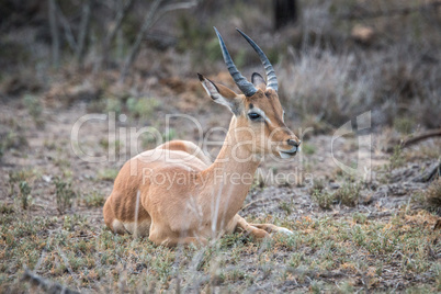 Impala starring in the Kruger National Park.