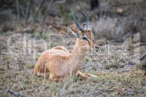 Impala starring in the Kruger National Park.